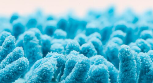 bacteria